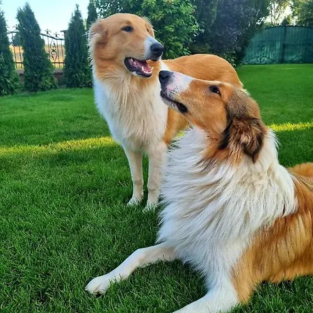 Apartament Melania アパート *