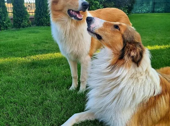 Apartament Melania Apartament *